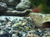 Aquarium2.jpg