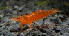 Caridina cf propinqua.jpg