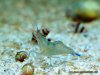 caerulea_800_07.jpg