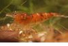 C.aristocratensis1.jpg