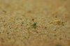 DSC_1867.JPG