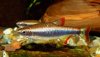 61 Pteronotropis signipinnis.jpg
