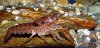 64 Procambarus sp.jpg