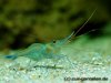 caerulea_800_08.jpg