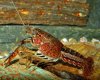 Procambarus fallax.jpg