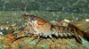 Procambarus cf spiculifer.jpg