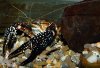 Procambarus spiculifer.jpg