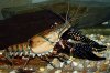 Procambarus spiculifer male.jpg