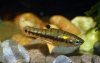 22  Heterandria formosa male.jpg