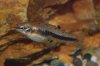 23 Heterandria formosa female.jpg