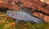 24 Elassoma zonatum.jpg