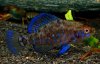 25 Elassoma okefenokee.jpg