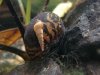 Rennschnecke im Krabbenbecken_2010-07-24.jpg