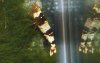 black bee tigertooth.jpg