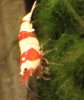 red bee tigertooth.jpg