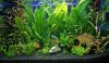 aquarium_001_passig_gemacht.jpg