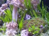 shrimpy.jpg