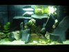 aquarium 004.JPG