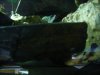 aquarium 001.JPG