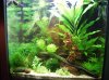 18082010Tetra.jpg