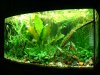 Aqarium August 2010 016.JPG