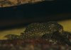 Hypancistrus.jpg
