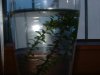 Wasserpest 003.JPG