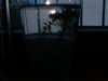 Wasserpest 002.JPG