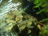 wurmaquarium 003.JPG