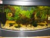 Aquarium 50 Liter 14.JPG