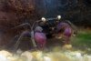 mr crab kl.jpg