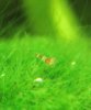baby biene moos.jpg