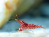 RedOrchid_01_1024.jpg