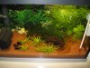 Aquarium 20 Liter 04.JPG