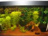 Aquarium 20 Liter 02.JPG