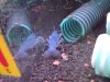 Cherax Destructor Jungtier beim Züchter 3.jpg