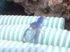 Cherax Destructor Jungtier beim Züchter 2.jpg