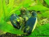 Cherax- HoaCreek1.jpg