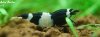 panda1.jpg