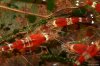 crystal_red10.jpg