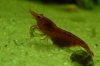Red Bee009.jpg
