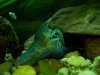 aquarium---krebse 452.jpg