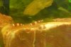 P1010623 Red&Black Bees 003.jpg