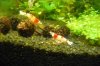P1010650 Red&Black Bees 013.jpg