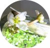 am 2010 05.18. Wasserpestblüte.jpg