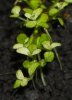 chlorose.jpg