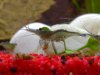 AqUaRiUm 109.jpg