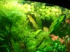 Juwel 2011 012.JPG