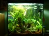 Frogs 001.JPG