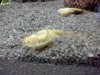triops (1).JPG